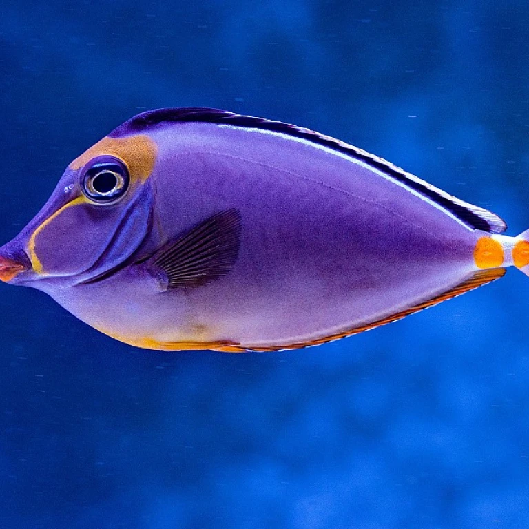 Éco-Responsabilité et Aquariophilie: Harmoniser Passion pour les Poissons et Préservation de l'Environnement