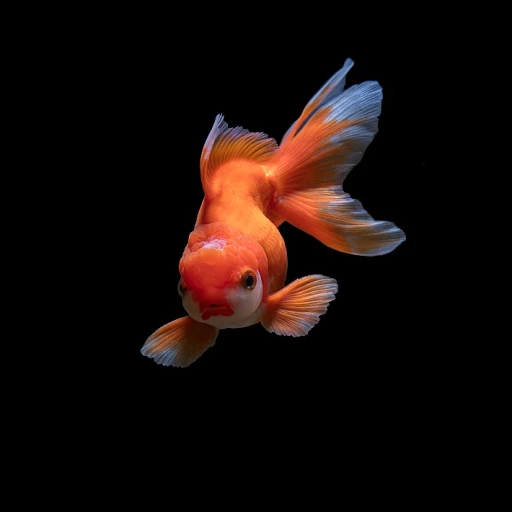 Choisir le bon volume pour votre aquarium : conseils et astuces