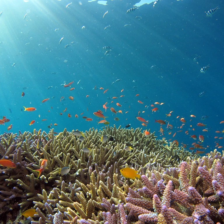 Les secrets des poissons d'eau douce pour votre aquarium