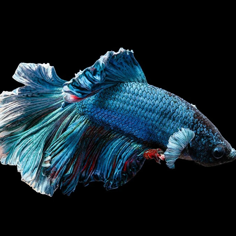 Les secrets du guppy : un poisson aux mille couleurs