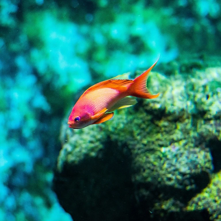 Les secrets d'un aquarium d'eau froide réussi