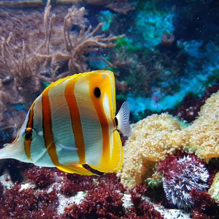 Quels poissons choisir pour un petit aquarium ?