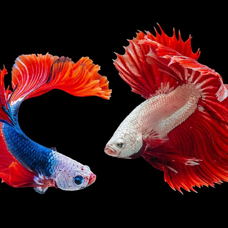 Les meilleurs poissons pour un petit aquarium